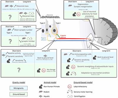 Challenges to the Vestibular System in Space: How the Brain Responds and Adapts to Microgravity